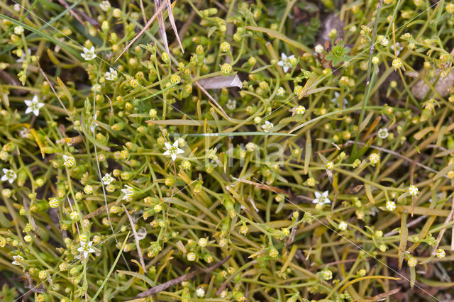 Liggend bergvlas (Thesium humifusum)
