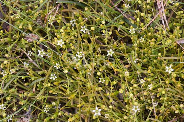 Bastard Toadflax (Thesium humifusum)