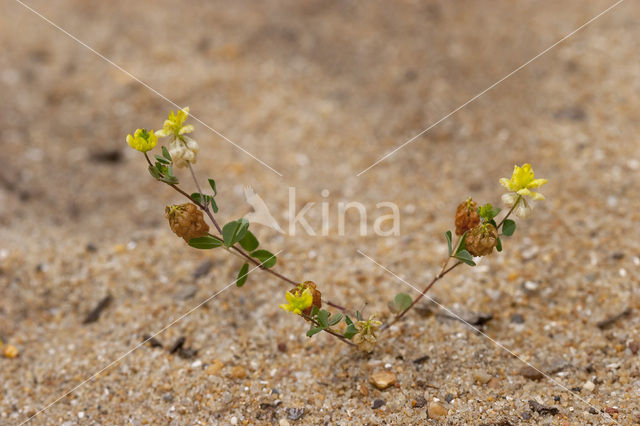 Hop Trefoil (Trifolium campestre)