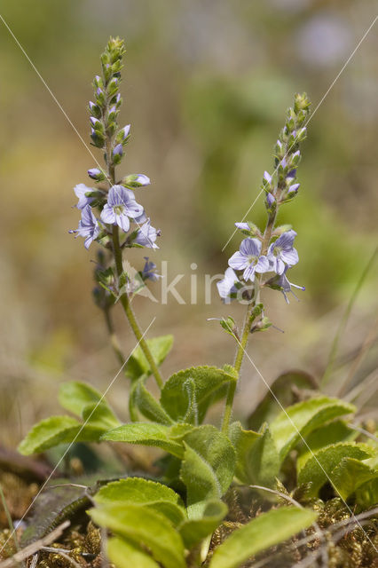 Heath Speedwell (Veronica officinalis)