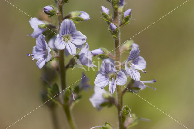 Heath Speedwell (Veronica officinalis)