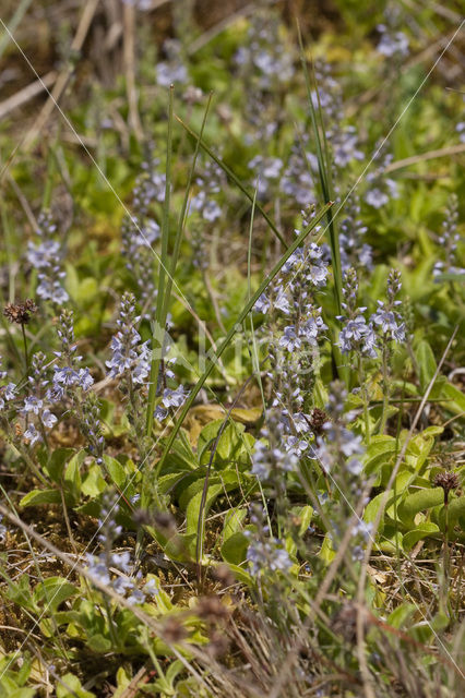 Heath Speedwell (Veronica officinalis)