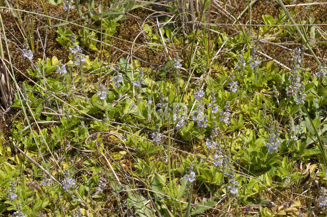 Heath Speedwell (Veronica officinalis)