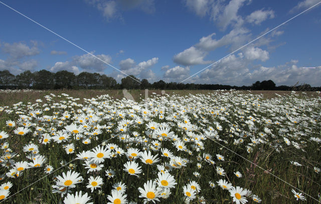 Margriet (Leucanthemum hybride)