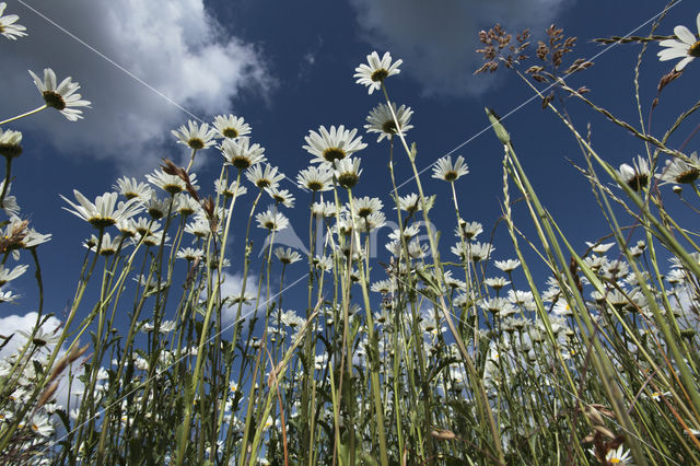 Margriet (Leucanthemum hybride)