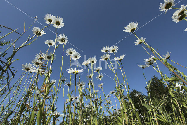 Daisy (Leucanthemum hybride)