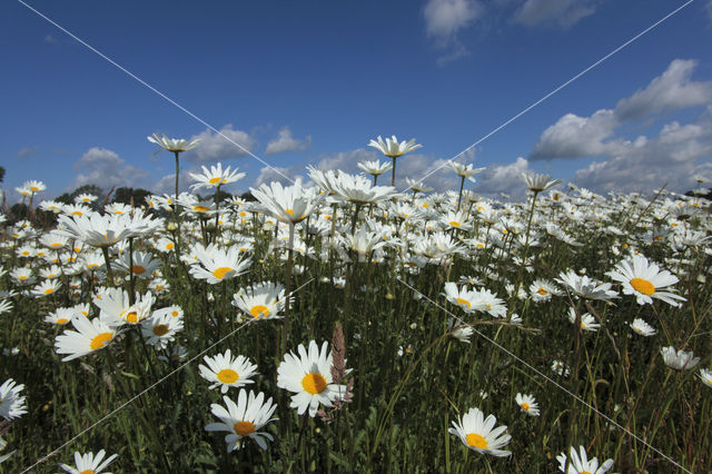 Daisy (Leucanthemum hybride)