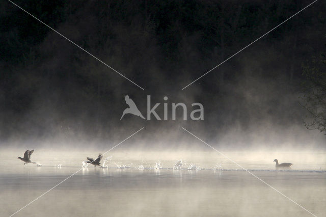 Common Coot (Fulica atra)