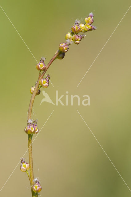 Marsh Arrowgrass (Triglochin palustris)