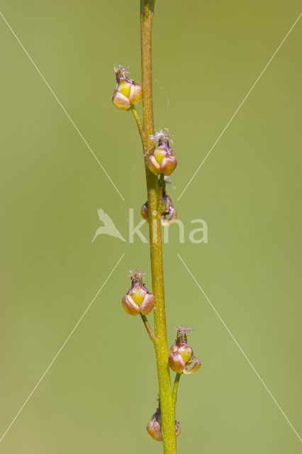 Moeraszoutgras (Triglochin palustris)