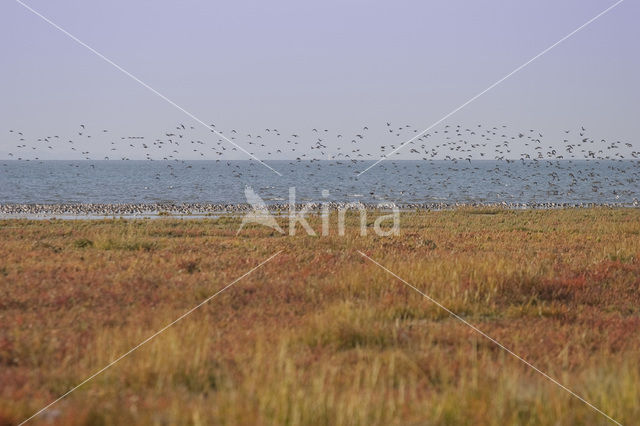 National Park Schiermonnikoog