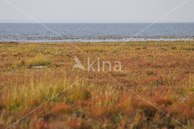 National Park Schiermonnikoog