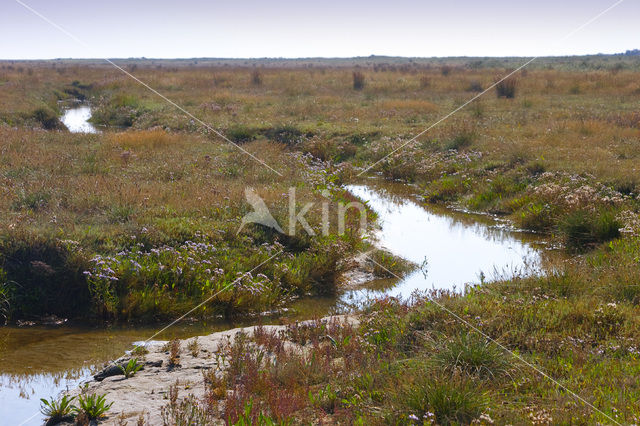 National Park Schiermonnikoog