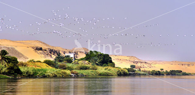 Nile