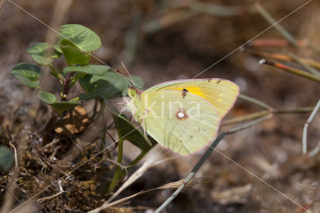 Clouded Yellow (Colias croceus)