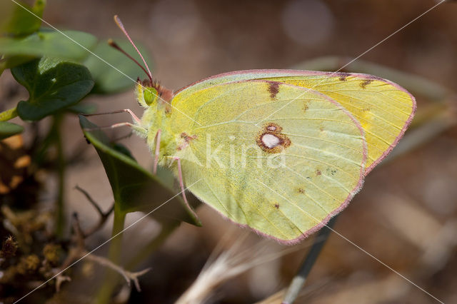 Oranje luzernevlinder (Colias croceus)