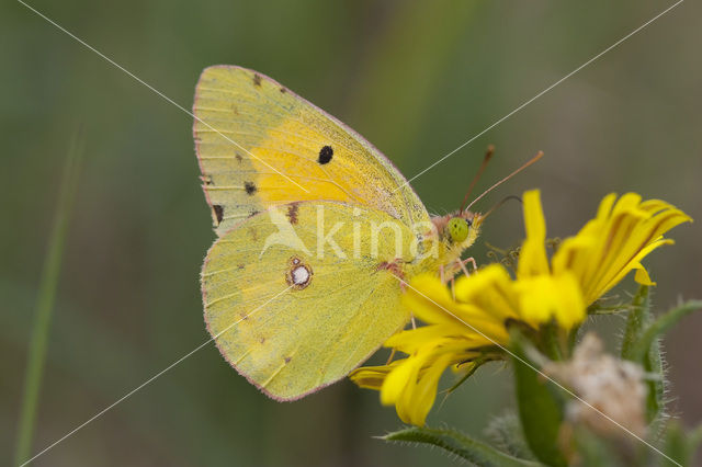 Clouded Yellow (Colias croceus)