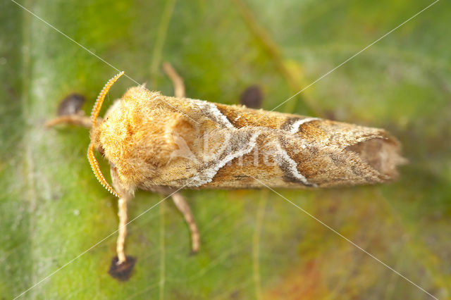 Oranje wortelboorder (Triodia sylvina)