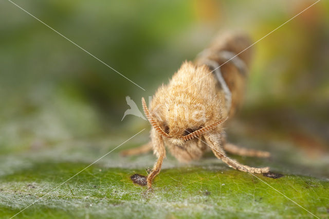 Oranje wortelboorder (Triodia sylvina)