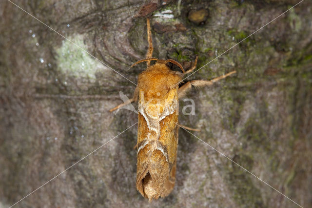 Oranje wortelboorder (Triodia sylvina)