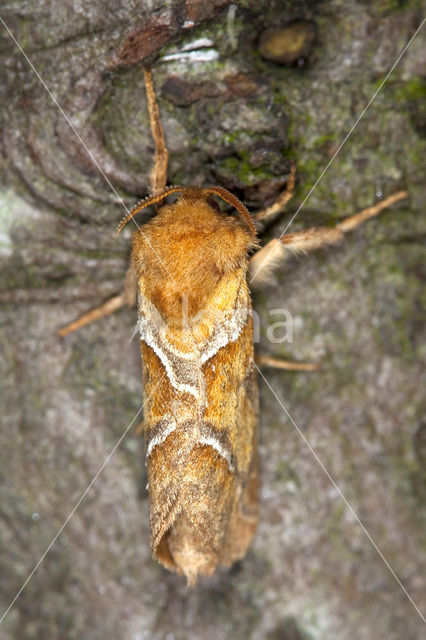 Oranje wortelboorder (Triodia sylvina)