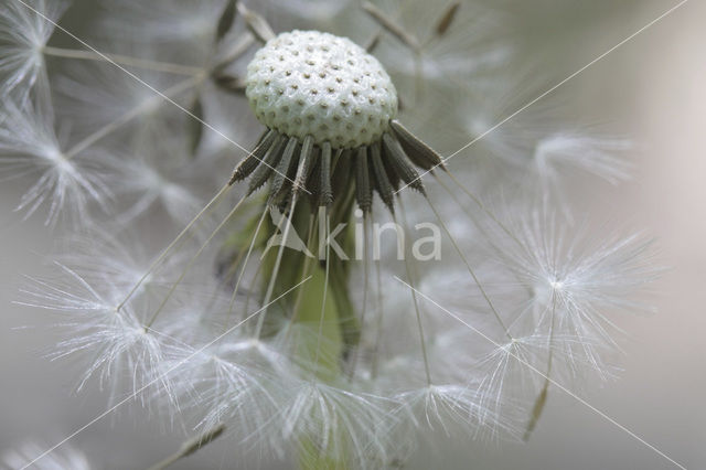 Dandelion (Taraxacum spec.)