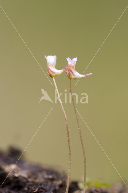 Pale butterwort (Pinguicula lusitanica)