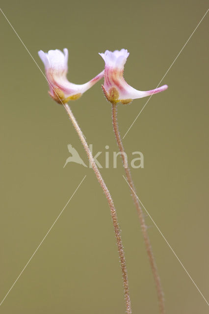 Pale butterwort (Pinguicula lusitanica)