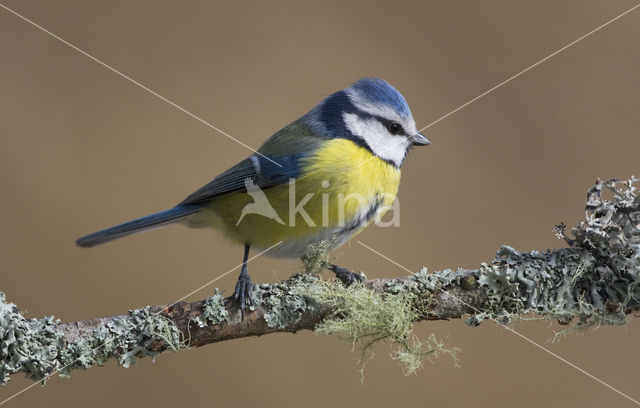 Blue Tit (Parus caeruleus)