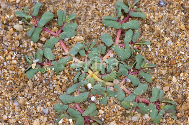 Purple Spurge (Euphorbia peplis)
