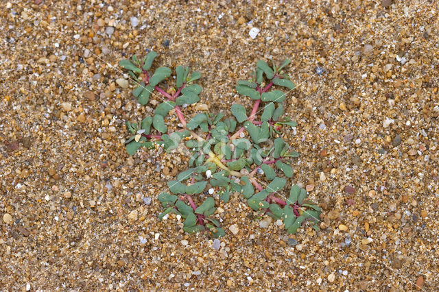 Purple Spurge (Euphorbia peplis)