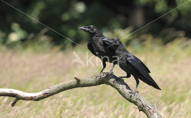 Raaf (Corvus corax)