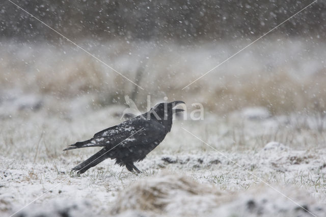 Raaf (Corvus corax)