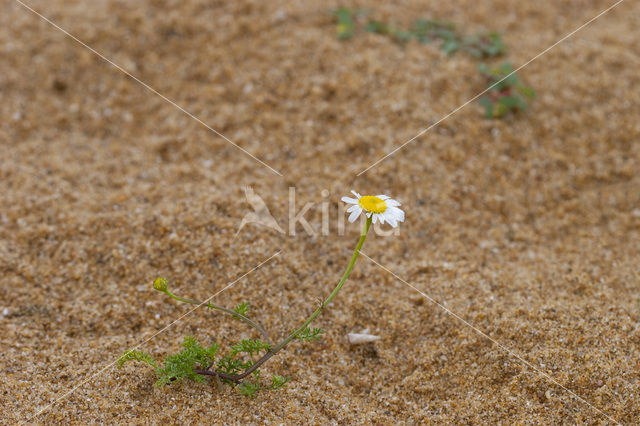 Scentless Mayweed (Tripleurospermum maritimum)