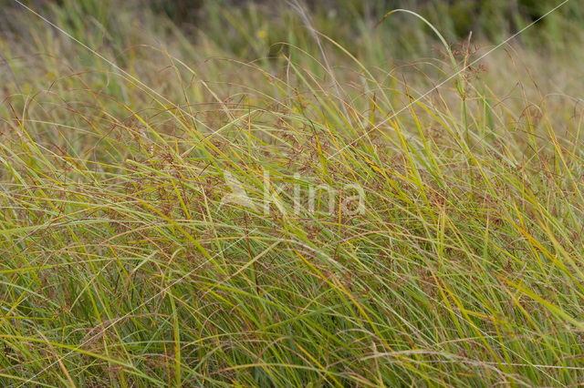 Cyperus longus