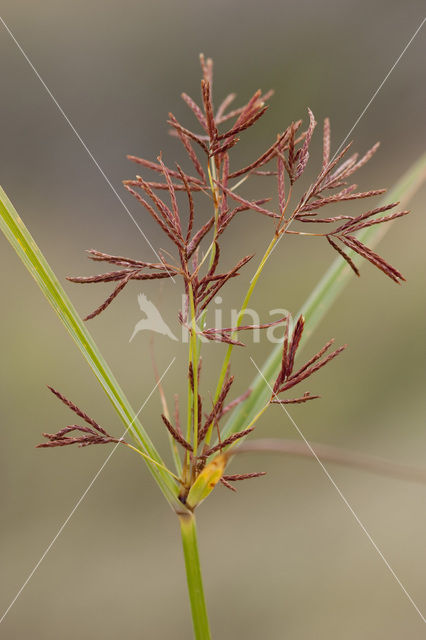 Cyperus longus