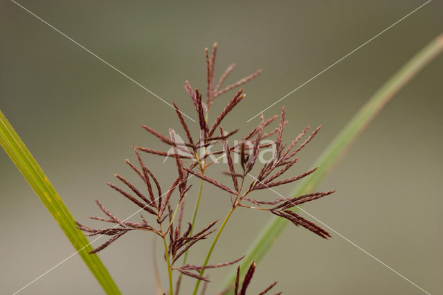Cyperus longus