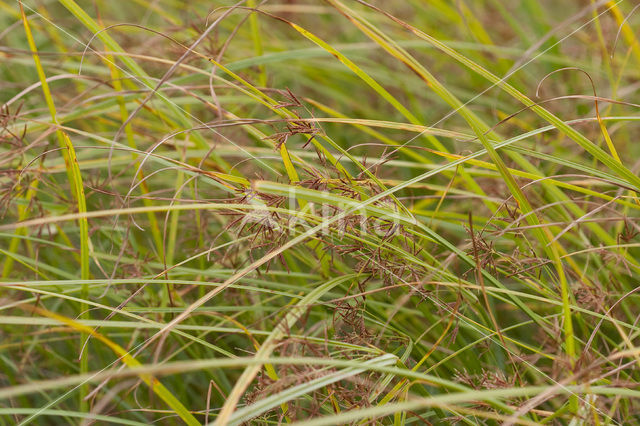 Cyperus longus