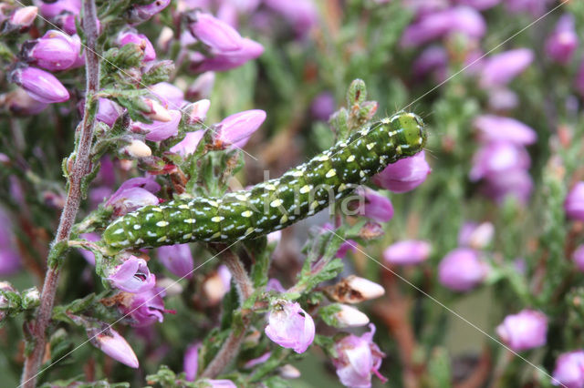 Roodbont heide-uiltje (Anarta myrtilli)