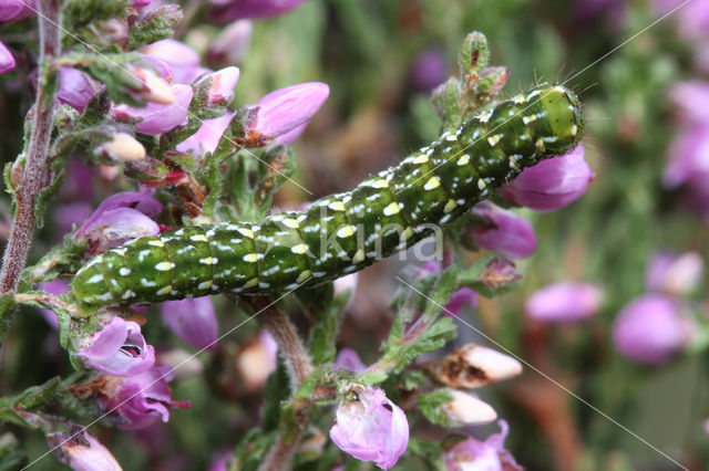 Roodbont heide-uiltje (Anarta myrtilli)