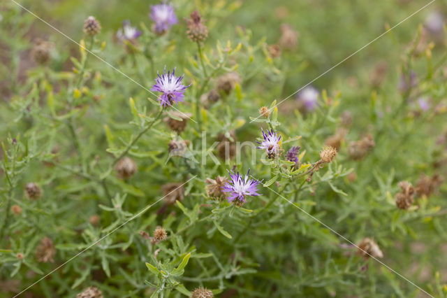 rough star-thistle (Centaurea aspera)