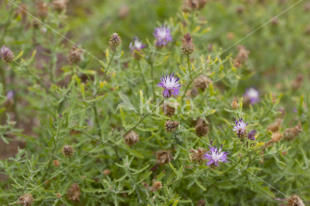 rough star-thistle (Centaurea aspera)