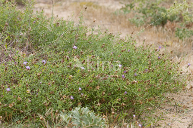 rough star-thistle (Centaurea aspera)