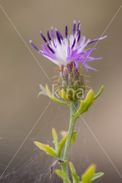 rough star-thistle (Centaurea aspera)