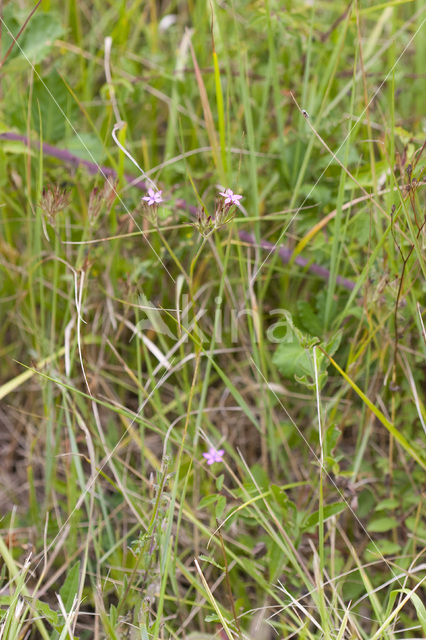 Ruige anjer (Dianthus armeria)