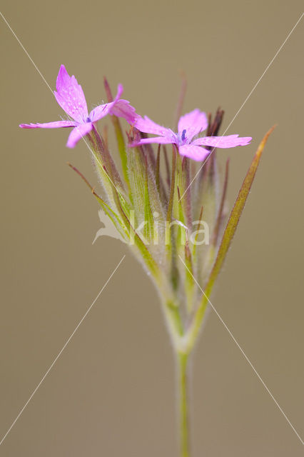 Ruige anjer (Dianthus armeria)