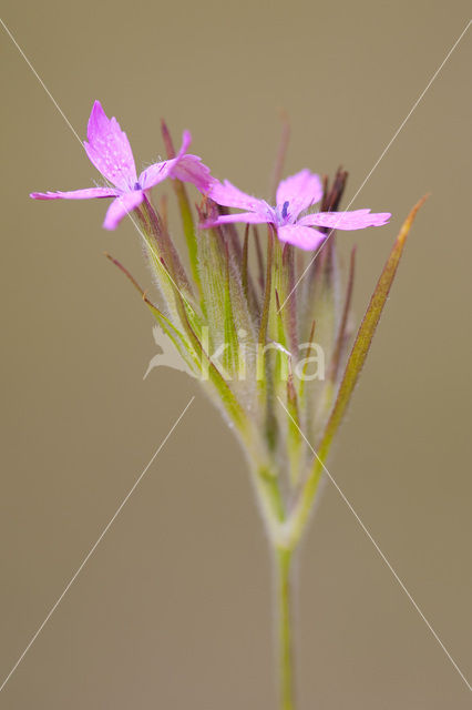 Deptford Pink (Dianthus armeria)
