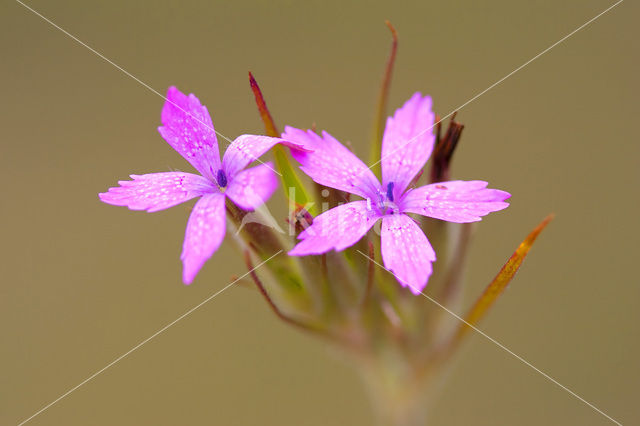 Ruige anjer (Dianthus armeria)