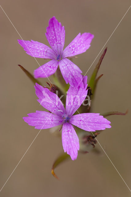 Ruige anjer (Dianthus armeria)