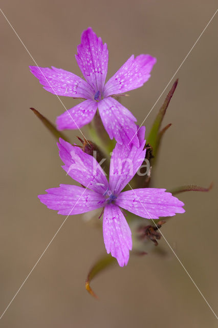 Deptford Pink (Dianthus armeria)